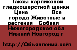 Таксы карликовой гладкошерстной щенки › Цена ­ 20 000 - Все города Животные и растения » Собаки   . Нижегородская обл.,Нижний Новгород г.